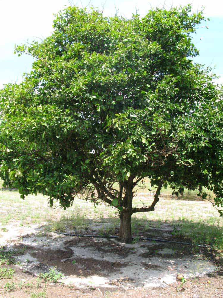            Habit (Winter Haven, FL)   